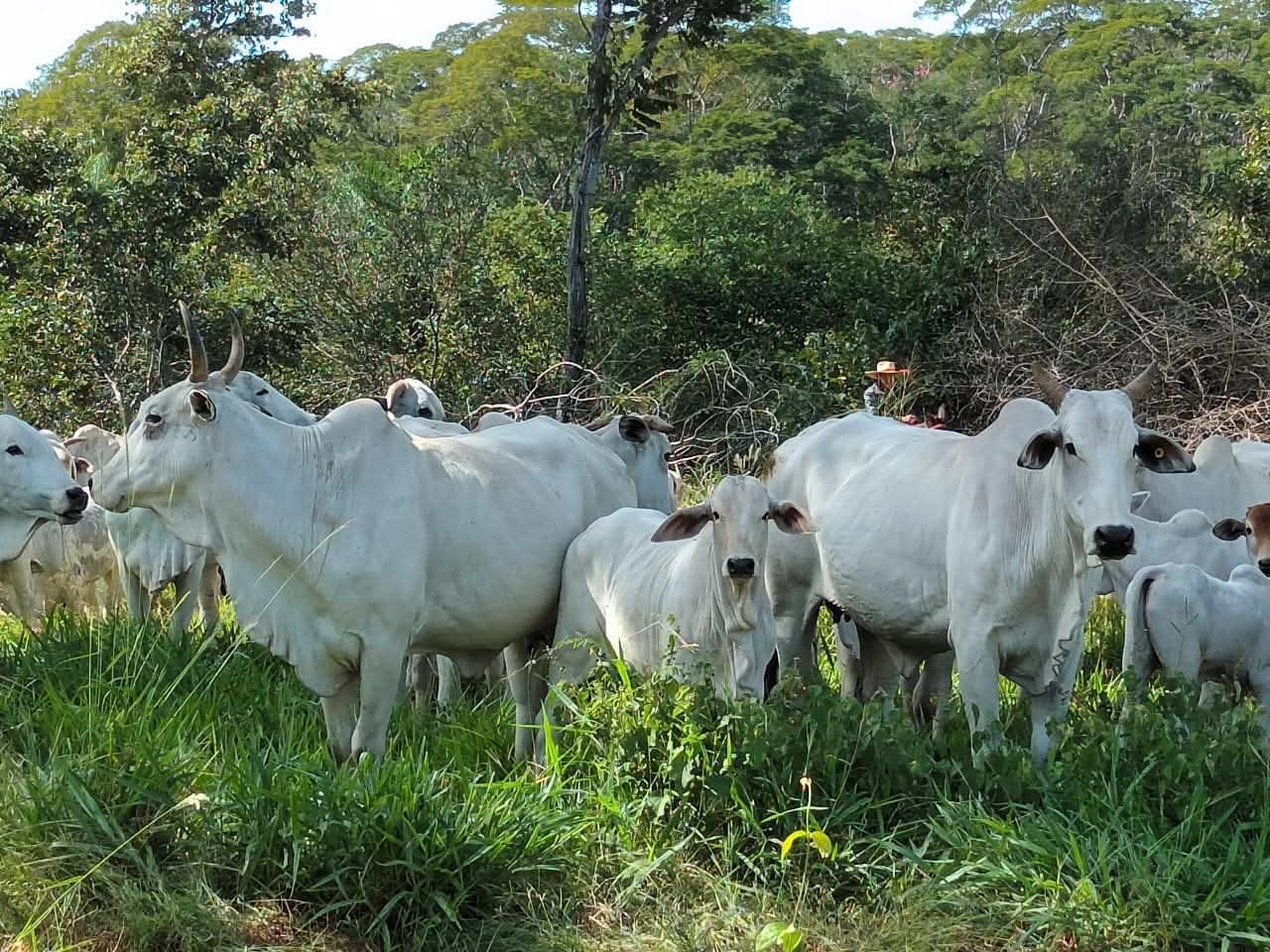 Ganado bovino en pasturas verdes