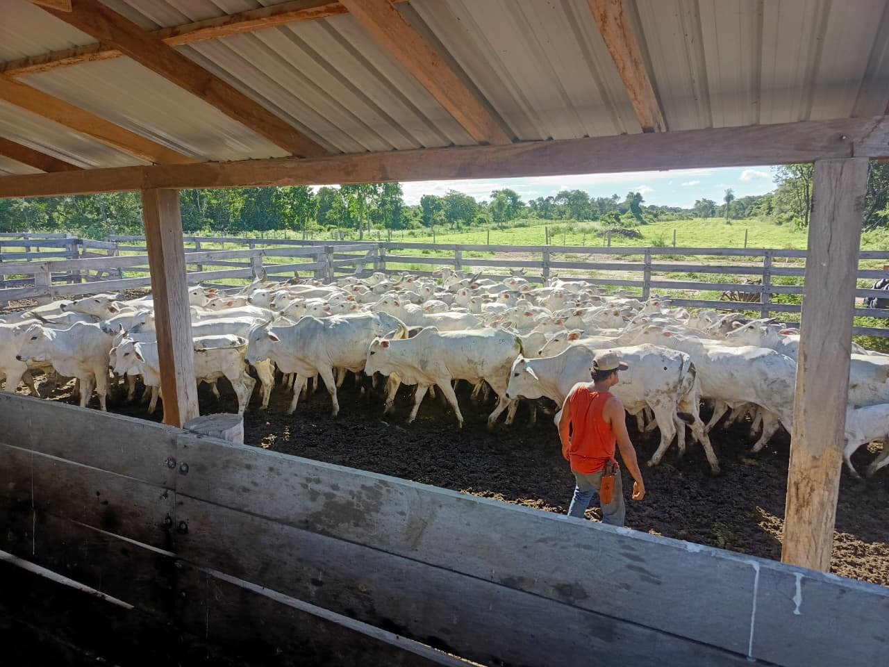 Manejo de ganado bovino en instalaciones de la propiedad